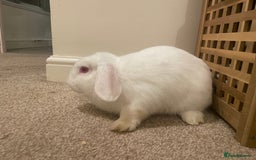 French Lop rabbits for sale: 4 x mixed breed lop bunnies 2 x albino REW 2 x not - Image 12