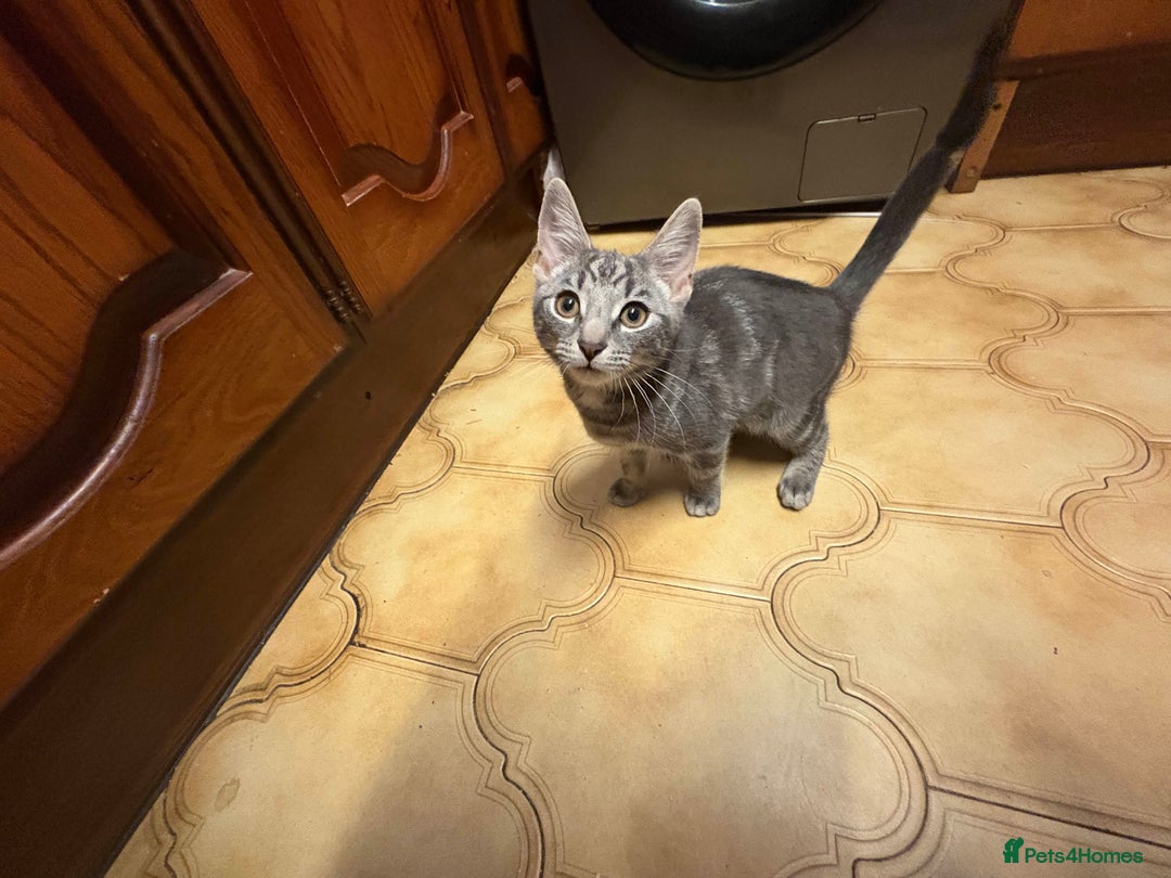 Mixed Breed cats for sale: Adorable Grey kitten  - Advert 3