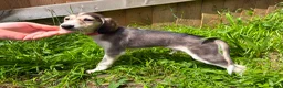 Saluki dogs for sale: Beautiful Saluki pups from champion lines - Advert 31