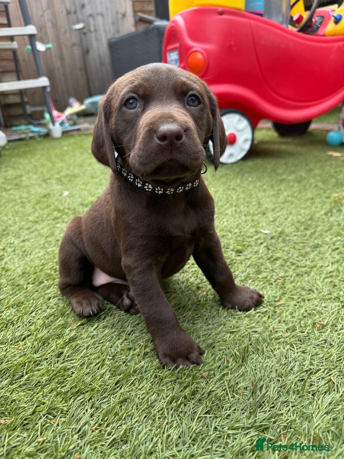 Labrador Retriever dogs 3 adorable Chocolate Labrador puppies available  - Advert 10