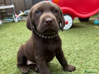 Labrador Retriever dogs 3 adorable Chocolate Labrador puppies available - Advert 2