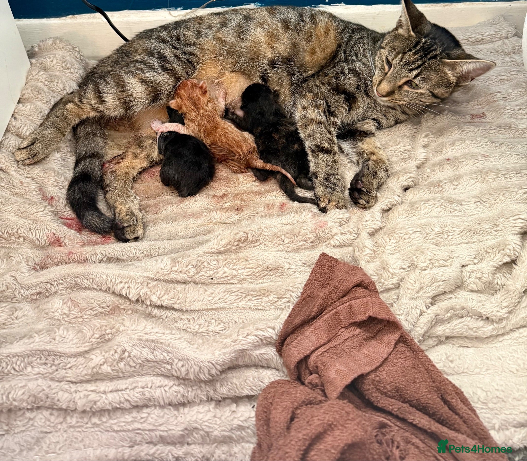 Mixed Breed cats Mixed breed female kittens  - Advert 4