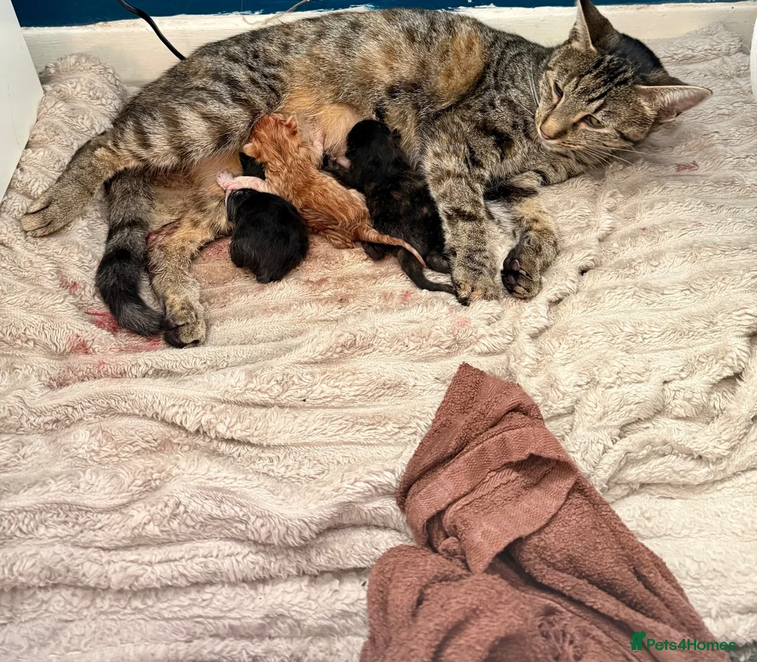 Mixed Breed cats for sale: Mixed breed female kittens  - Advert 1