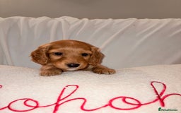 Mixed Breed dogs for sale: Daxipoo - Image 7