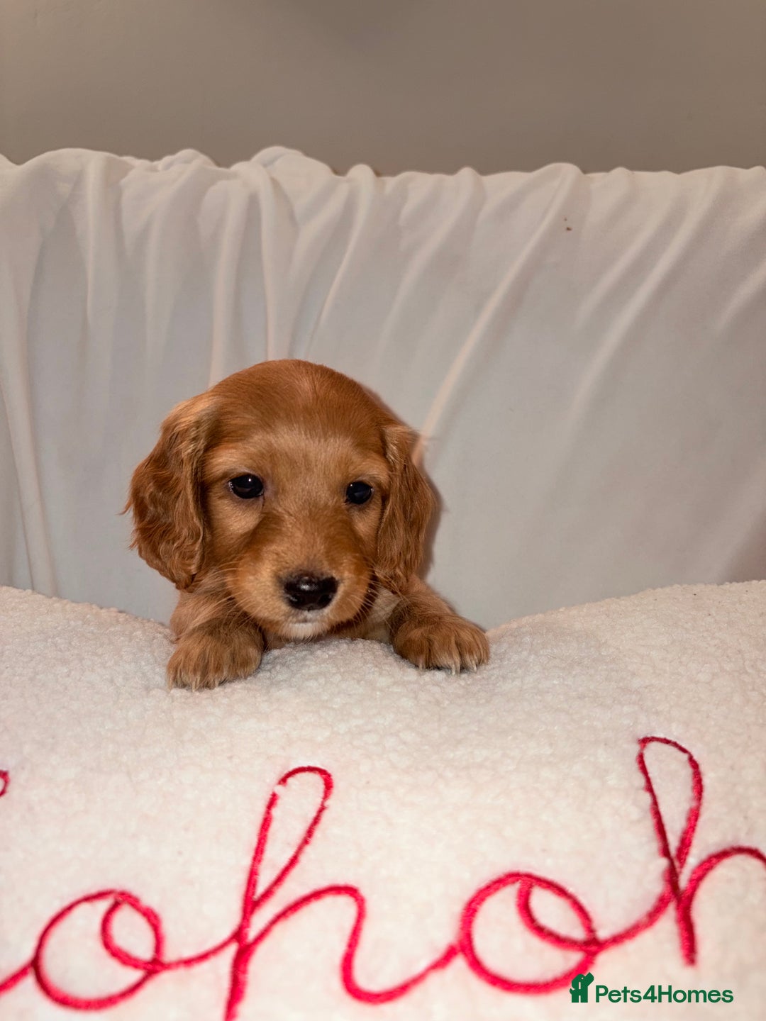 Mixed Breed dogs for sale: Daxipoo - Image 7