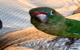 Conures birds for sale: Conure for sale - Image 1