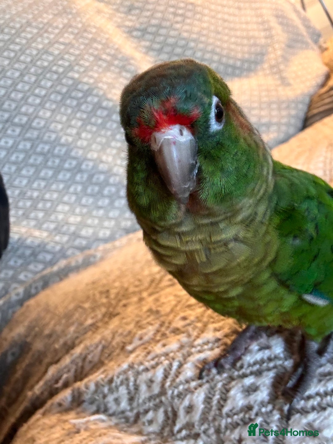 Conures birds for sale: Conure for sale - Image 1