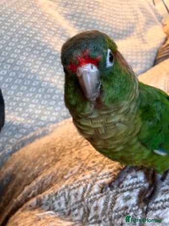 Conures birds - Advert 14