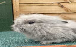 Lionhead rabbits for sale: 2 male left. 6 females  - Image 31