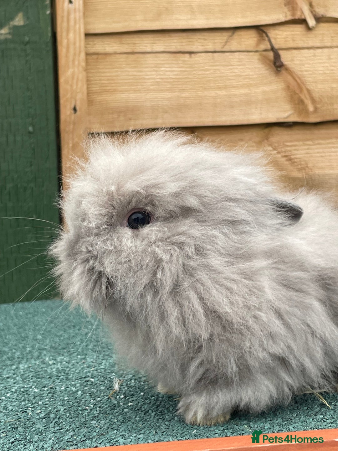 Lionhead rabbits for sale: 2 male left. 6 females  - Image 31