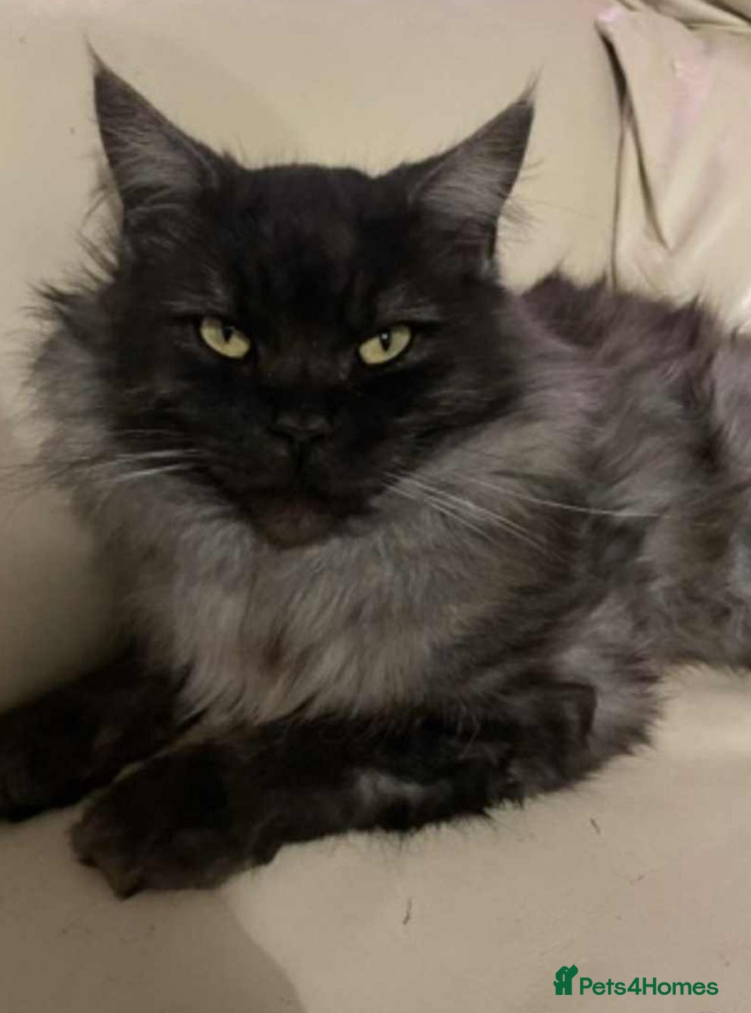 Mixed Breed cats for sale: half maincoon kittens  - Image 11
