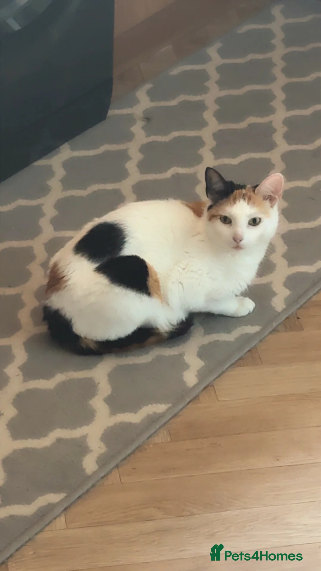 Mixed Breed cats for sale: Two female kittens  - Advert 7