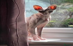 Sphynx cats for sale: Sphynx Adult Spayed Female - Image 1