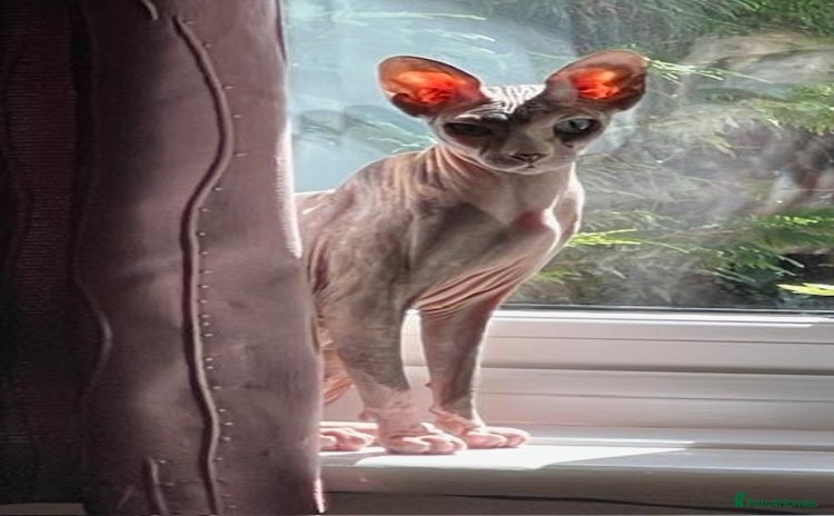 Sphynx cats - Advert 1