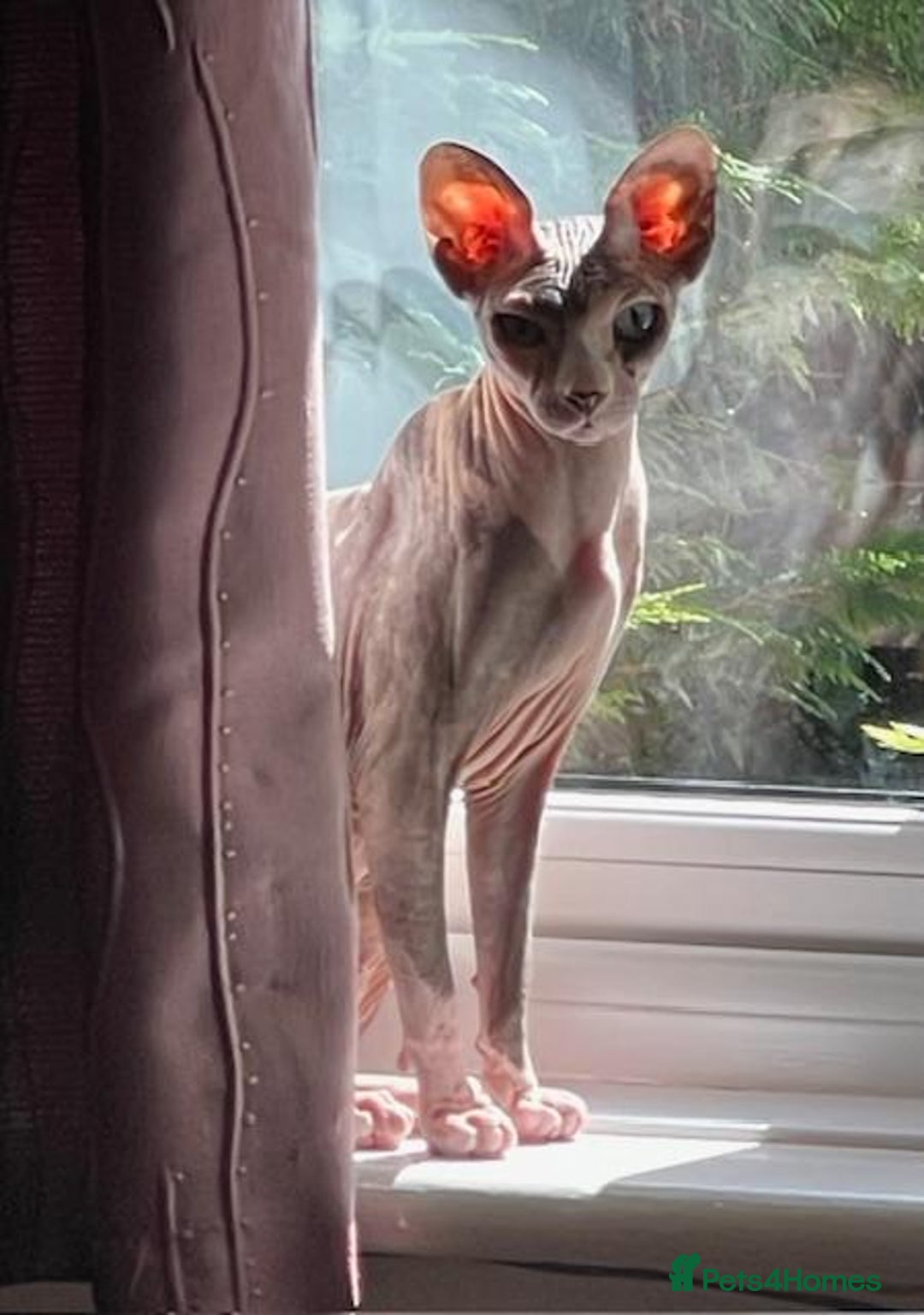 Sphynx cats for sale: Sphynx Adult Spayed Female - Image 1