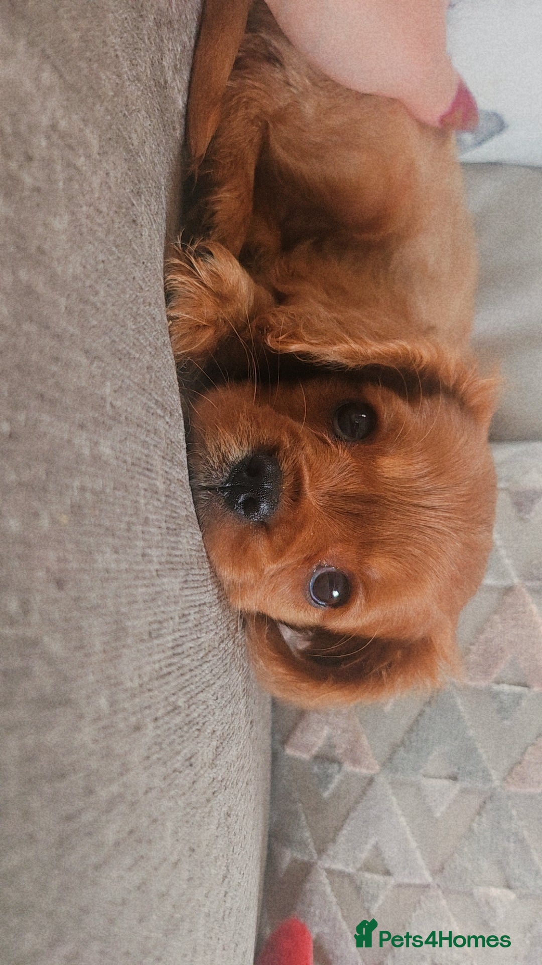 Cavalier King Charles Spaniel dogs for sale: Cavalier king charles puppys READY NOW pedigree KC - Advert 21