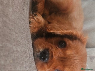 Cavalier King Charles Spaniel dogs Cavalier king charles puppies 32 gen pedigree KC - Advert 5