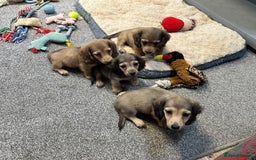 Miniature Dachshund dogs for sale: Gorgeous shaded cream pups - Image 1