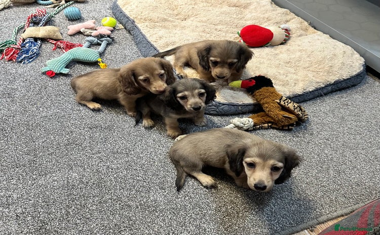 Miniature Dachshund dogs - Advert 1