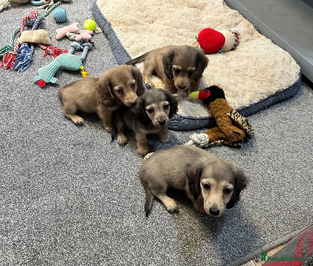 Miniature Dachshund dogs for sale: Gorgeous shaded cream pups - Image 1