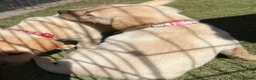 Labrador Retriever dogs for sale: Fox Red & Light Labrador Puppies- Ready June 2026 - Advert 13