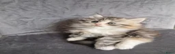 British Longhair cats for sale: Beautiful British kittens  - Advert 3