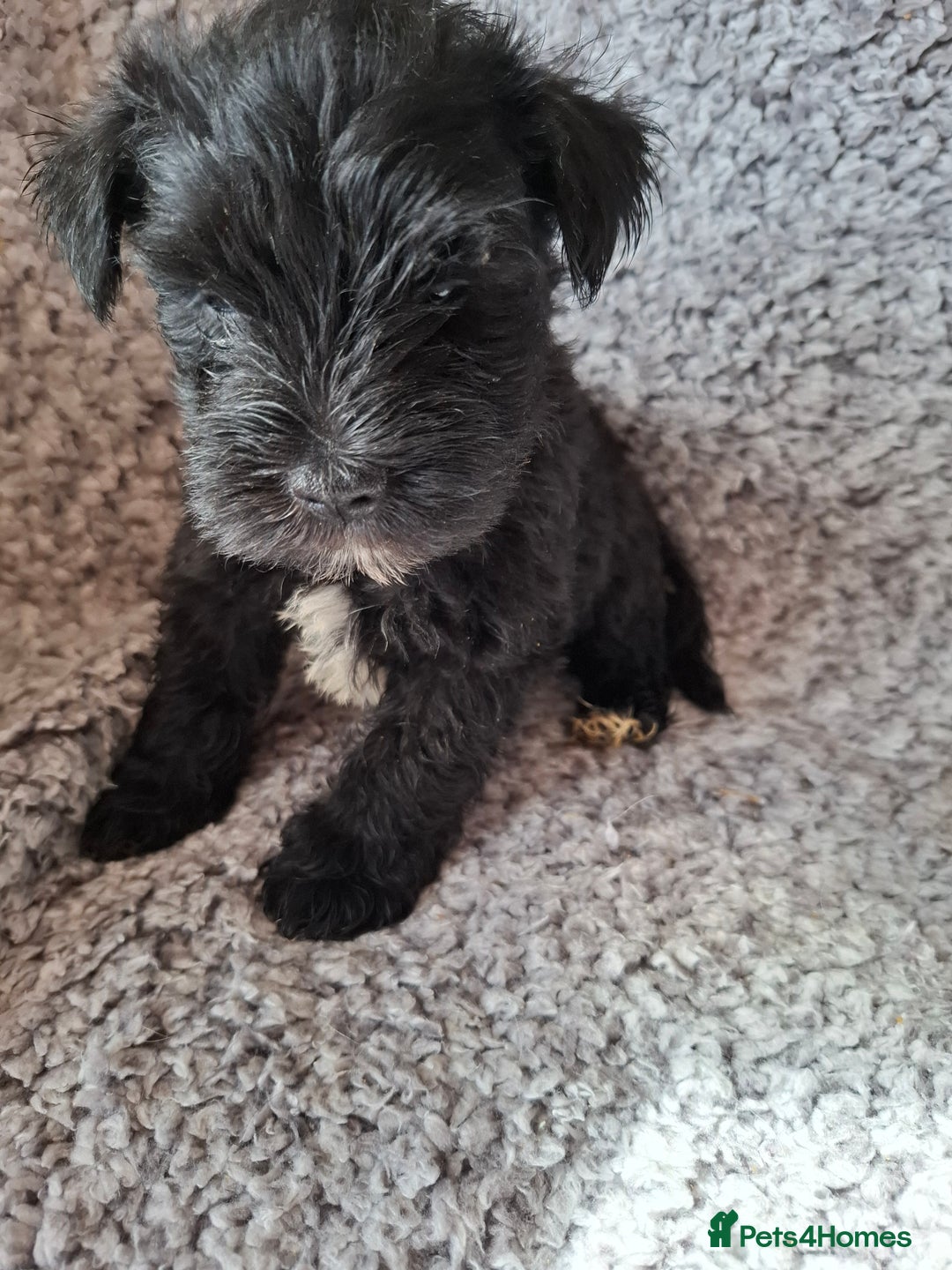 Miniature Schnauzer dogs for sale: Miniature Schnauzer beauties - Image 13