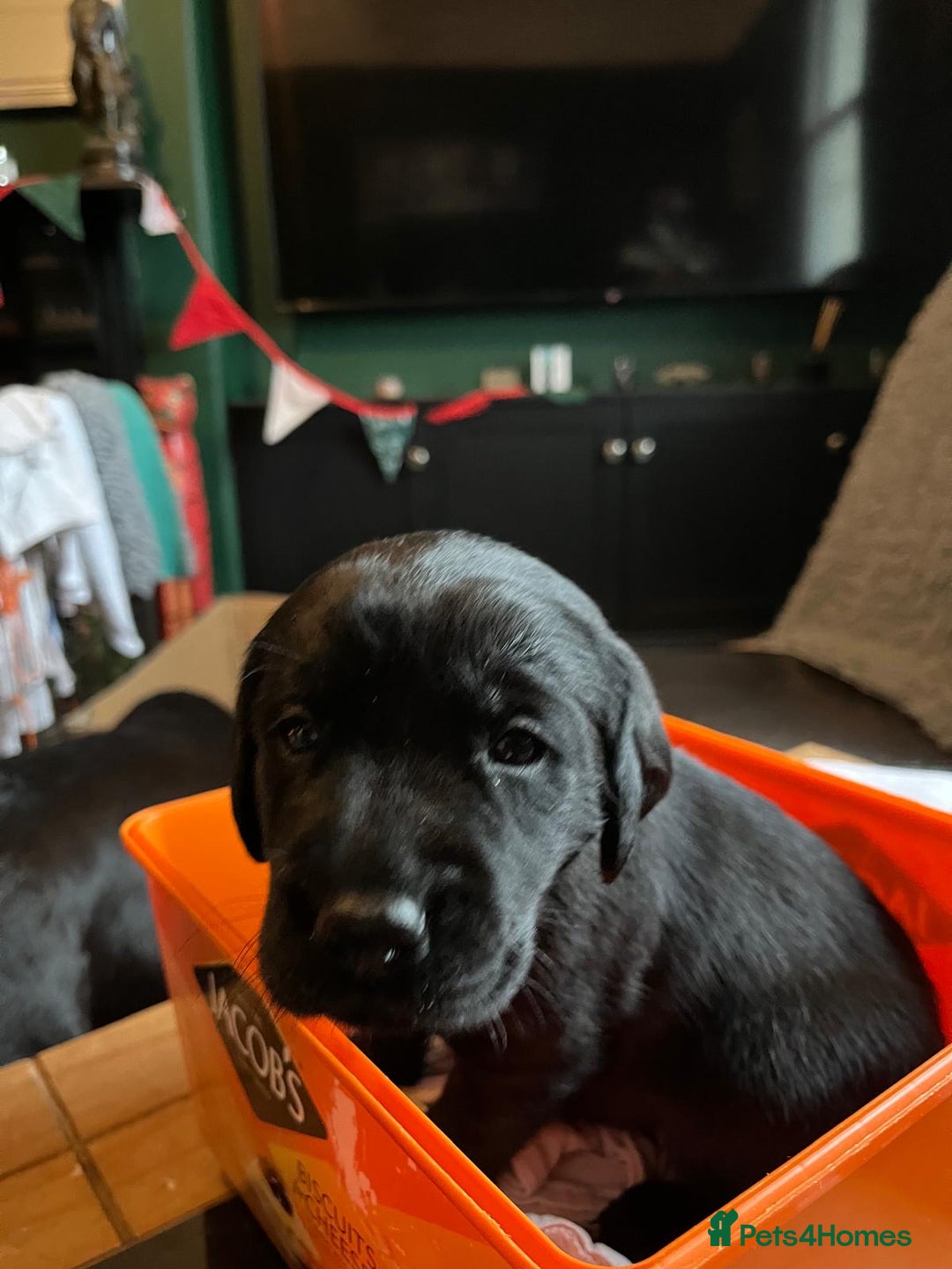 Labrador Retriever dogs for sale: Gorgeous KC reg labrador pups from champion line - Advert 5