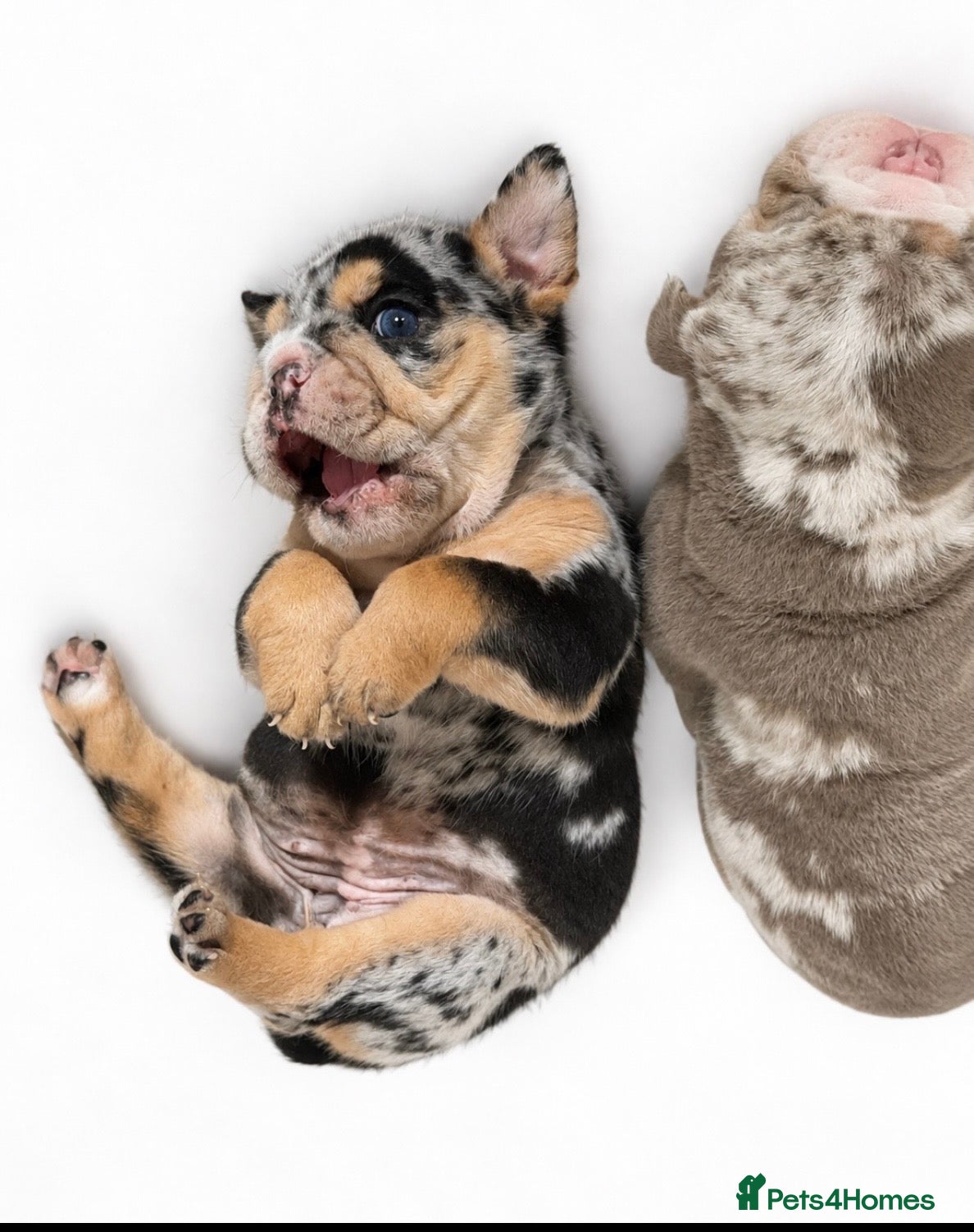 English Bulldog dogs Merle English Bulldog  - Advert 9