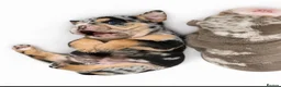 English Bulldog dogs for sale: Merle English Bulldog  in Wigan - Advert 1