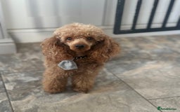 Miniature Poodle dogs for stud: KC REG PROVEN MINIATURE POODLE H/T - Image 2