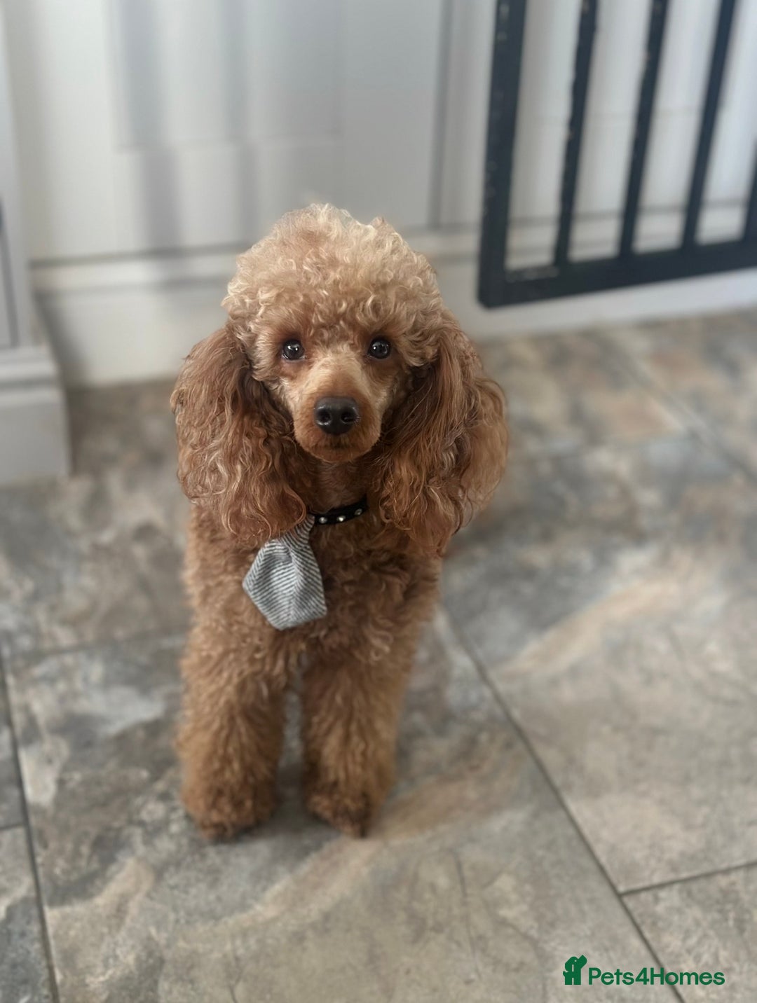 Miniature Poodle dogs for stud: KC REG PROVEN MINIATURE POODLE H/T - Image 2