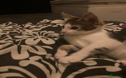 European cats for sale: 2 Adorable Kittens ready for their forever homes  - Advert 10