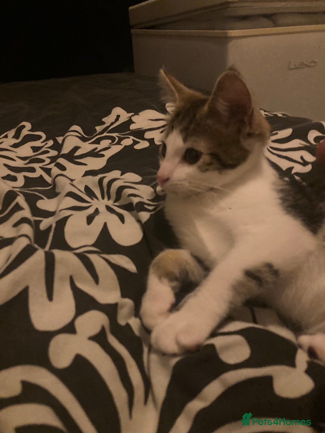 European cats for sale: 2 Adorable Kittens ready for their forever homes  - Advert 10