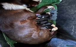 Mixed Breed dogs for sale: Stunning Collie pups - Image 9