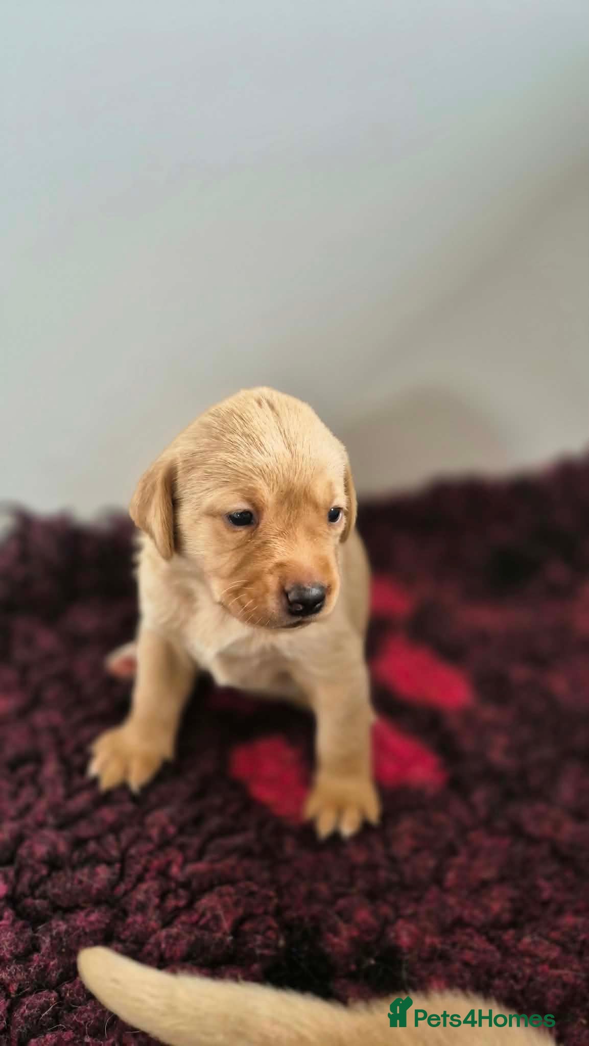 Labrador Retriever dogs KC Registered BOYS  - Advert 6