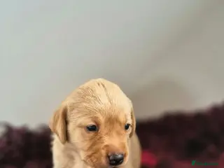 Labrador Retriever dogs KC Registered BOYS - Advert 4