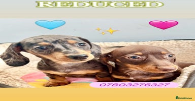 Miniature Dachshund dogs - Advert 6