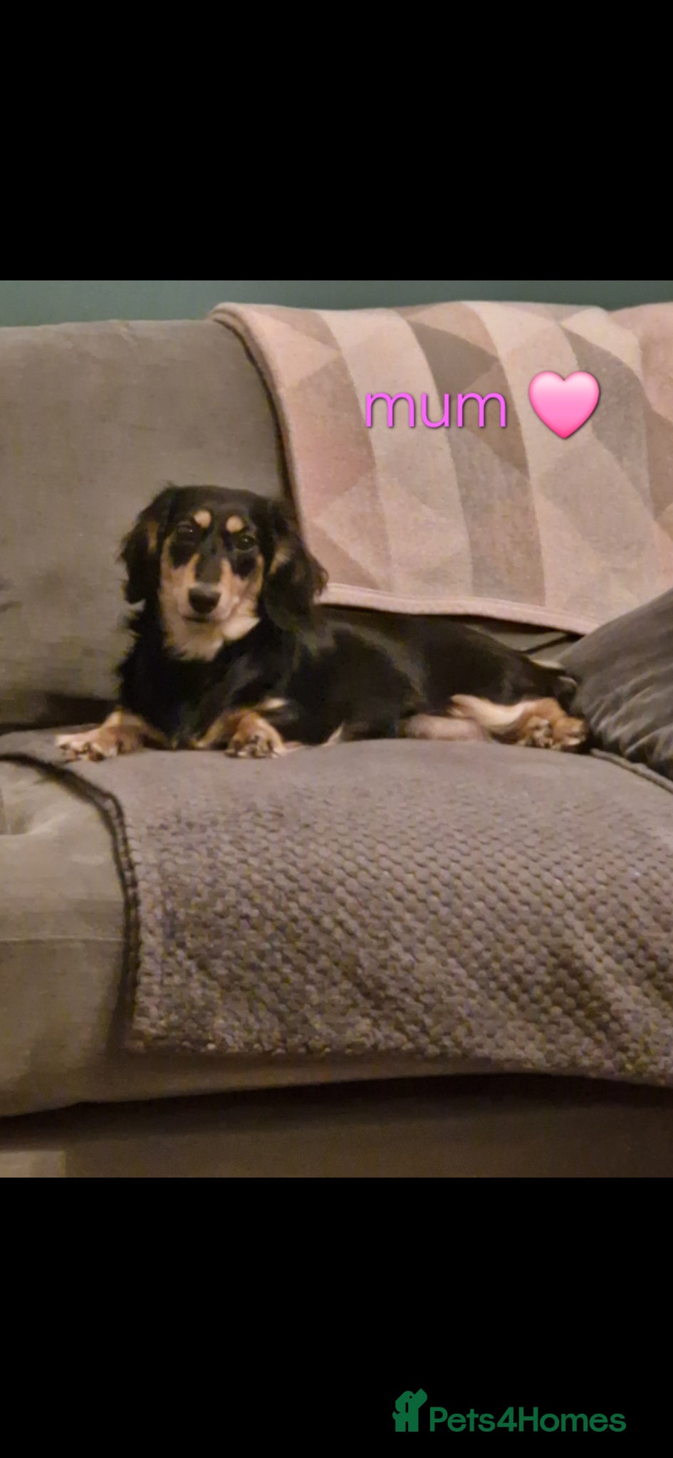 Dachshund dogs Beautiful mini long haired dachshund pups - Advert 2