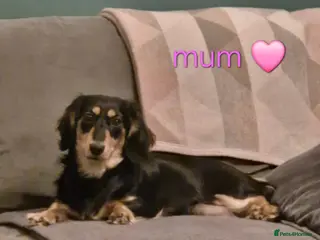 Dachshund dogs Beautiful mini long haired dachshund pups - Advert 2