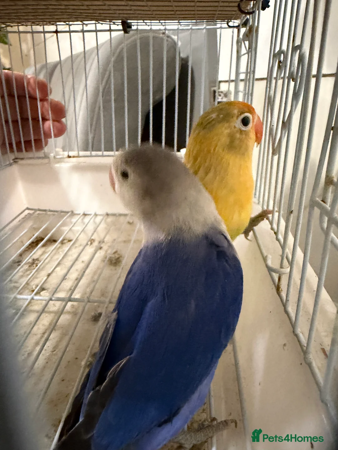 Lovebirds birds for sale: Young pair of lovebird - Advert 9