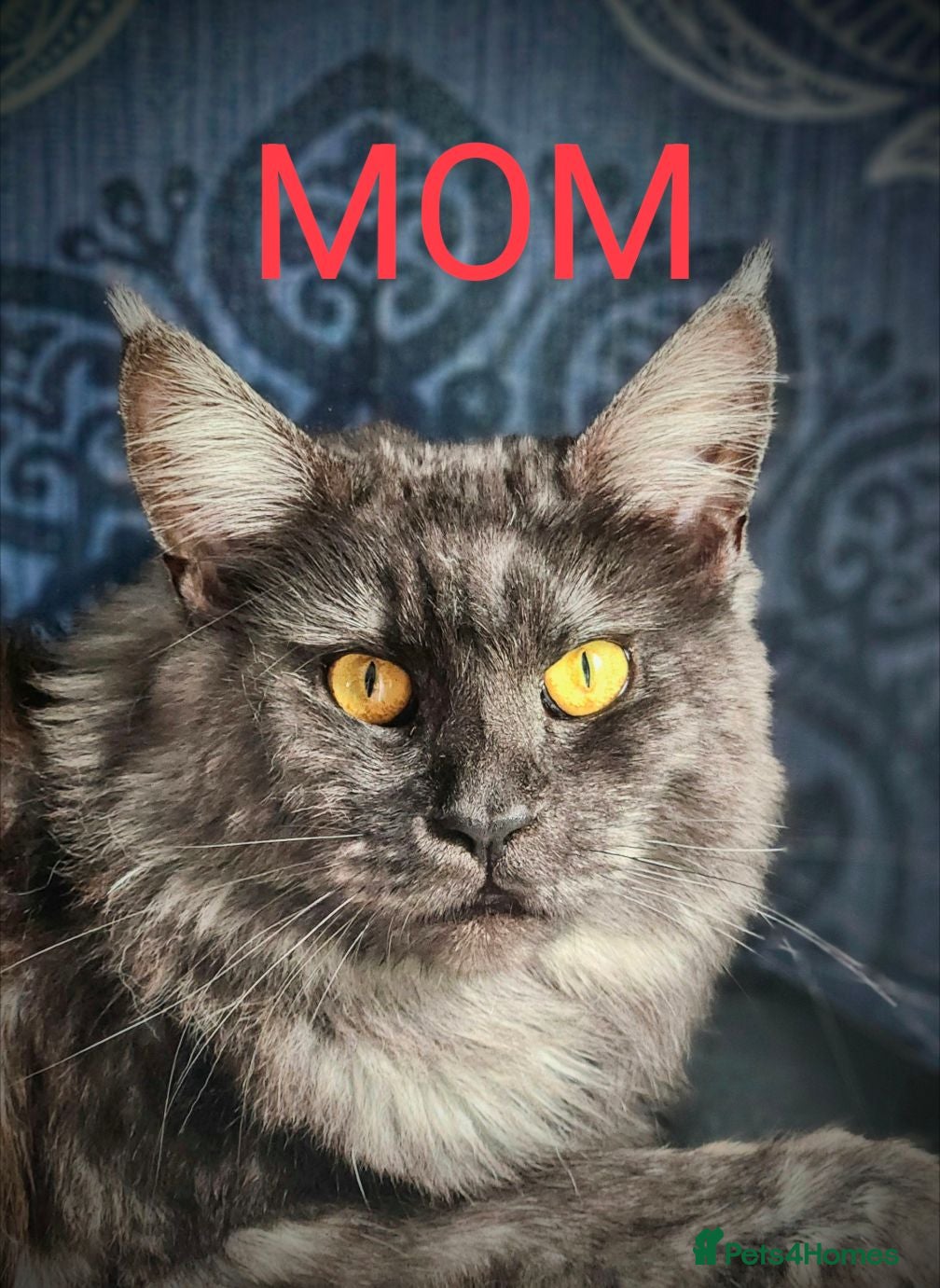 Maine Coon cats Adorable balls of fur 😻 - Advert 1
