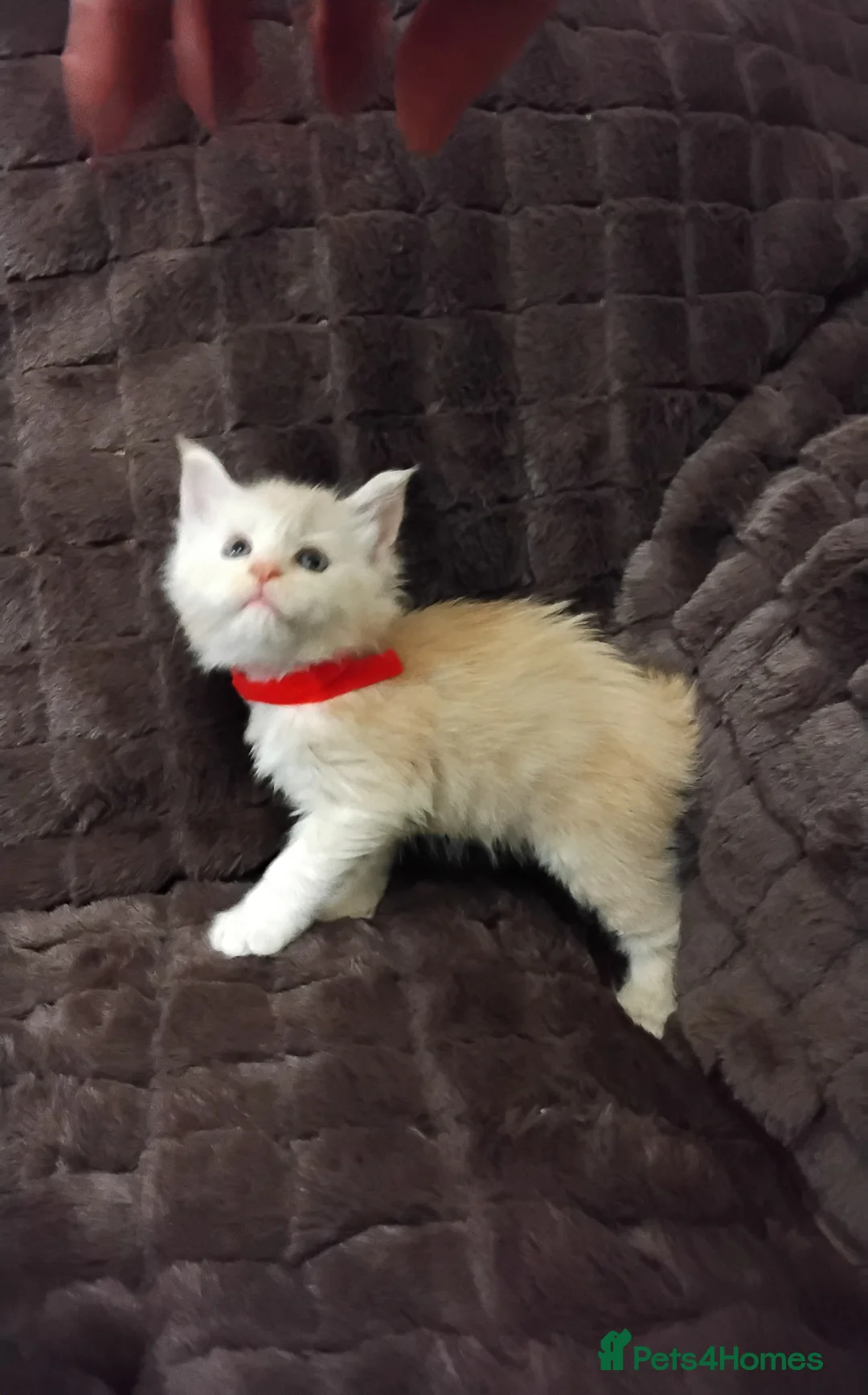 Maine Coon cats for sale: Exceptional Maine Coon kittens available - Advert 16
