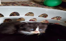 Mixed Breed cats for sale: Mixed breed kittens - Image 4