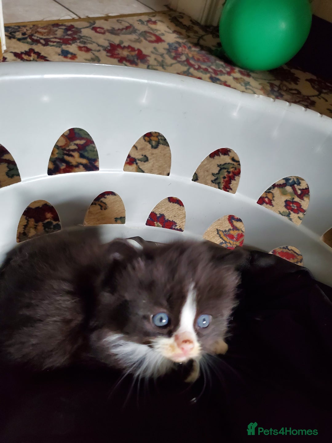 Mixed Breed cats for sale: Mixed breed kittens - Image 4