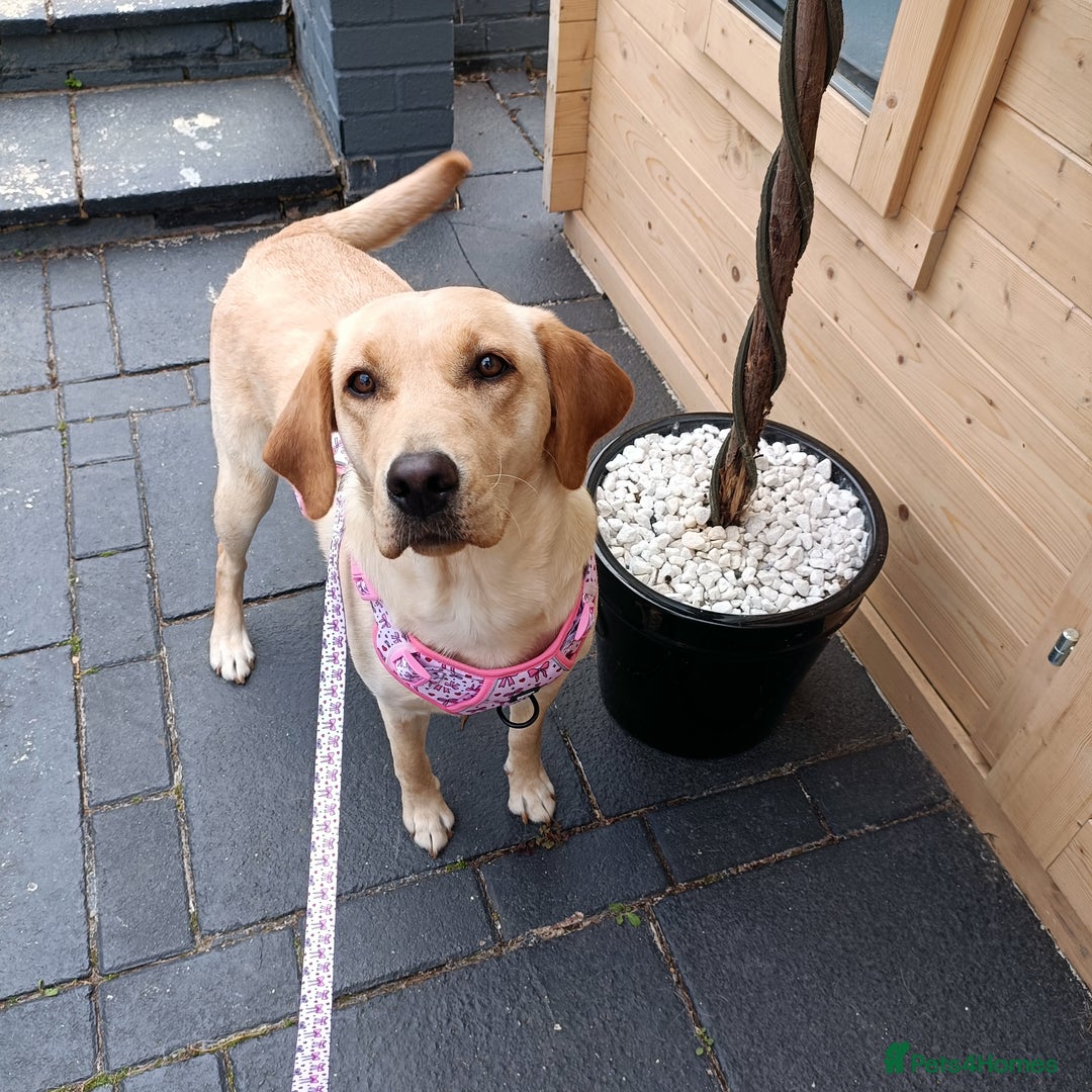 Labrador Retriever dogs for sale: Shelby 1 Year old Yellow Labrador  - Image 1