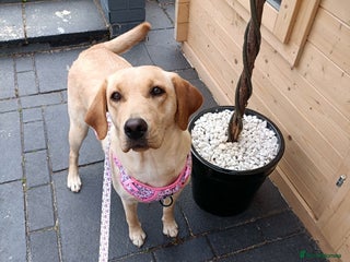 Labrador Retriever dogs - Advert 23