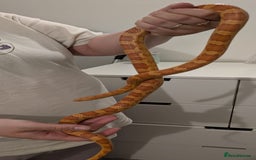 Corn Snake reptiles for sale: 3 beautiful cornsnakes - Image 2