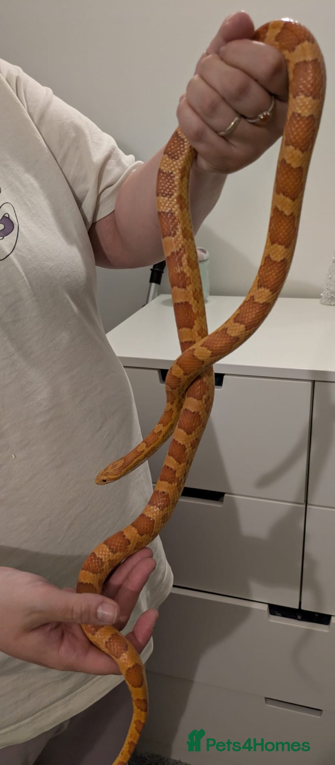 Corn Snake reptiles for sale: 3 beautiful cornsnakes - Image 2