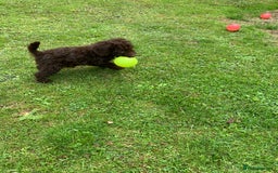 Cockapoo dogs for sale: READY NOW F1b Cockapoo puppies DNA CLEAR - Image 10